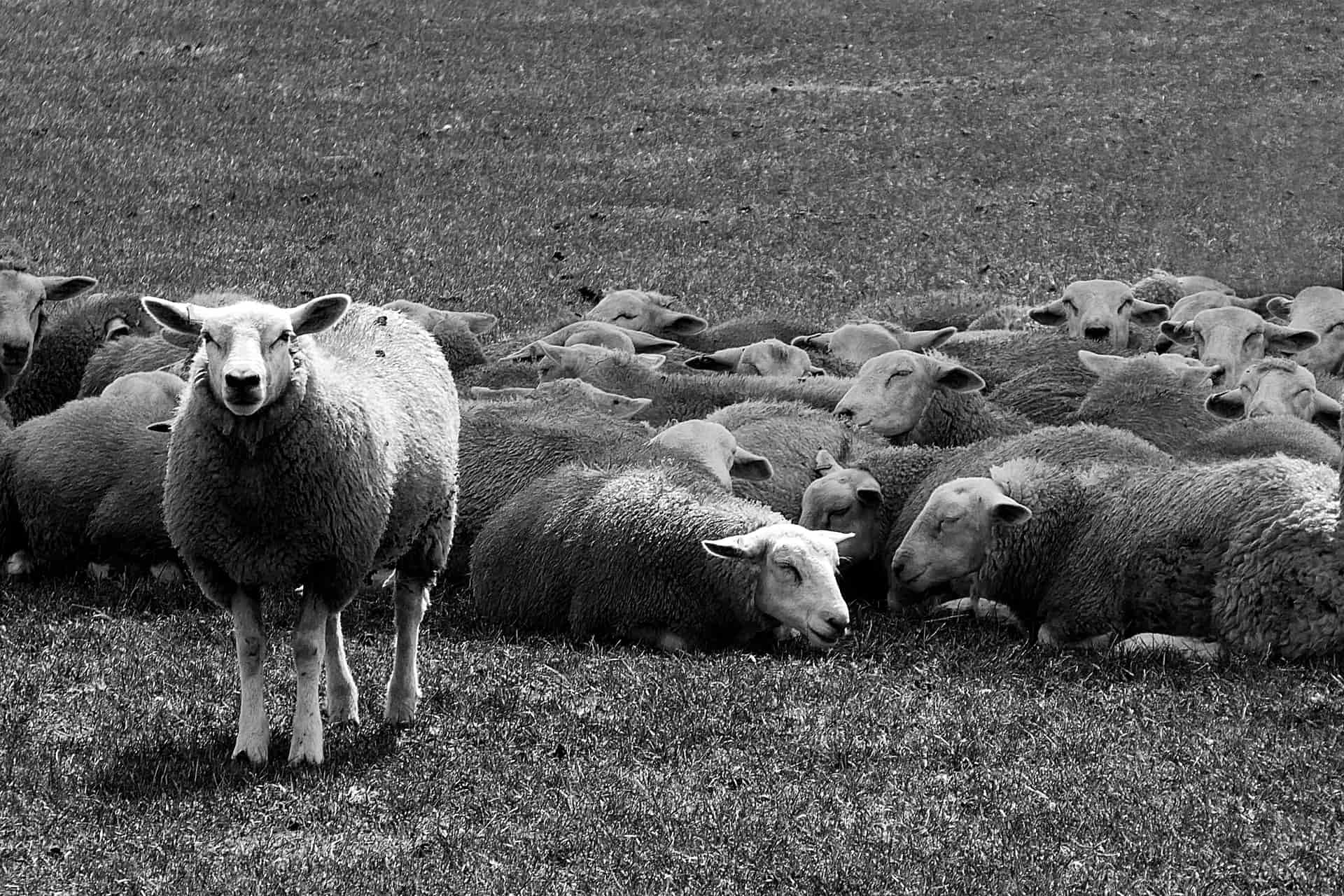 blog01 image - one standing sheep among sleeping sheep